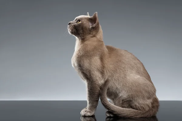 Бірма кішка сидить і дивлячись вгору на сірий фон — стокове фото