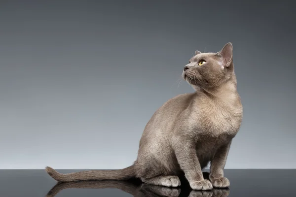 Бірма кішка сидить і дивлячись вгору на сірий — стокове фото