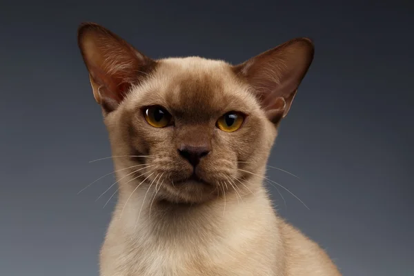 Retrato de primer plano de Birmania Cat en gris — Foto de Stock