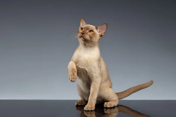 Birmânia gato olhando para cima e levantando a pata no cinza — Fotografia de Stock