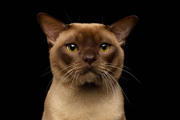 Крупним планом Портрет Бірма Кіт з лабіринтом Дивлячись в камеру на чорному — стокове фото