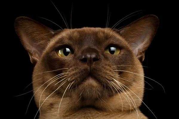 Primer plano retrato Birmania gato con mirada mirando en cámara en negro —  Fotos de Stock