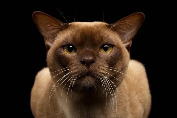 Primer plano retrato Birmania gato con mirada mirando en cámara en negro — Foto de Stock