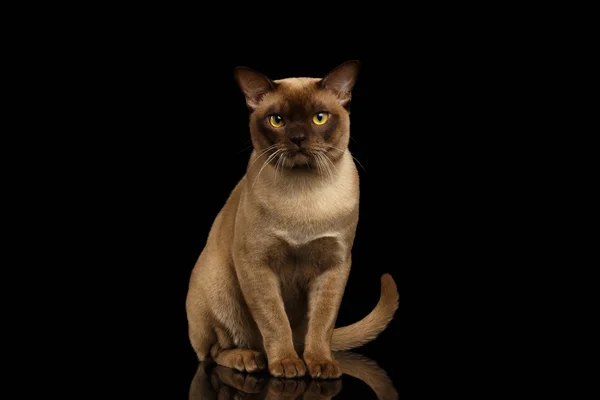 Burma Cat Sits and Looking in Camera on Black — Stock Photo, Image