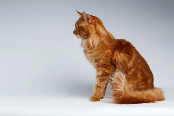 Maine Coon Cat Sits  in Profile view on White — Stock Photo, Image