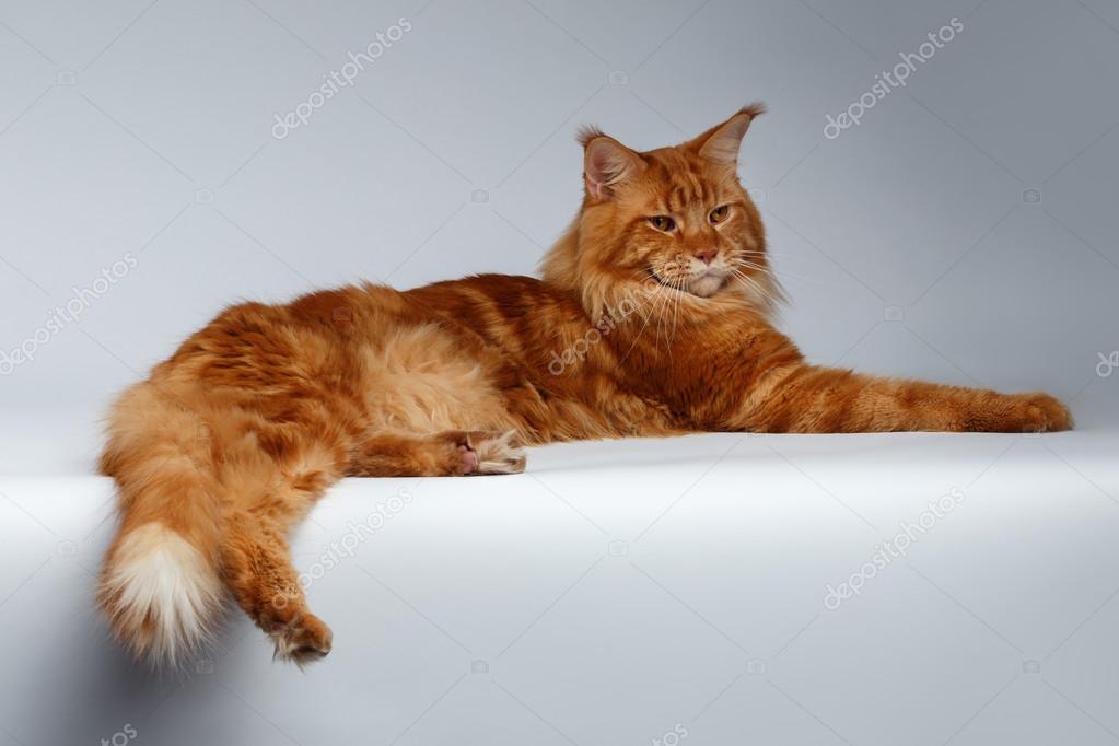Maine Coon Kot Leży Na Biały Zdjęcie Stockowe Seregraf 91116802
