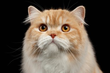 Kırmızı büyük Farsça kedi öfkeli seyir siyah tatlı portresi