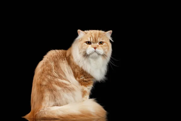 Red big adult persian Cat Angry Sits and turned Back on black — Stock Photo, Image