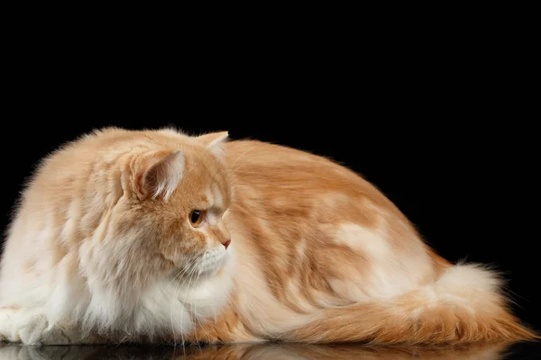 Red big adult persian Cat Angry Lies and turned right on black — Stock Photo, Image