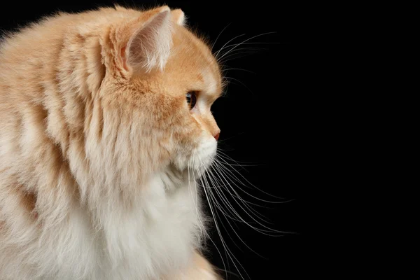 Closeup Portrait of Red big Persian Cat in Profile view on black — Stock Photo, Image