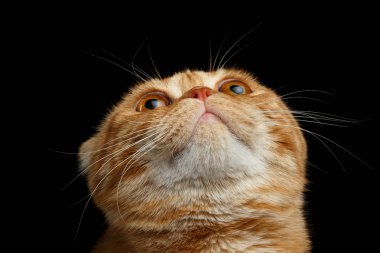 Closeup zencefil İskoç Fold kedi ararken izole üzerinde siyah 