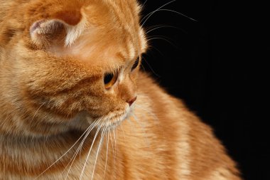 Siyah izole geri Closeup zencefil İskoç Fold kedi arıyorum