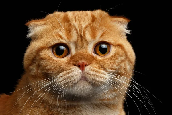 Closeup  Ginger Scottish Fold Cat Looking in camera isolated on Black — Stock Photo, Image
