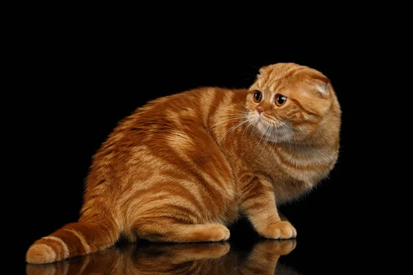 姜苏格兰折猫回望上黑色孤立 — 图库照片