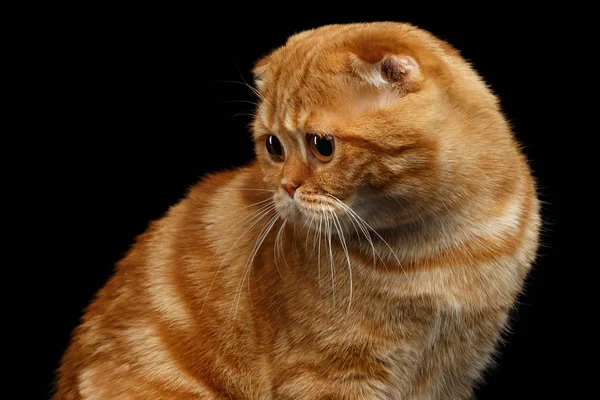Zencefil İskoç Fold kedi arıyorum arka siyah izole — Stok fotoğraf