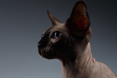 Siyah profil görünümünde Sphynx kedi closeup portresi 