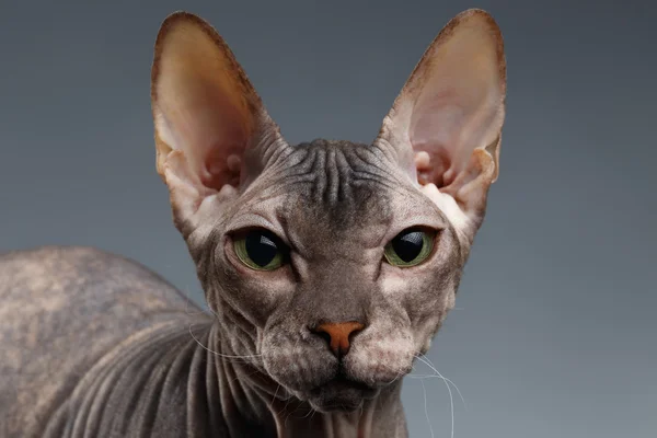 Närbild porträtt av Sphynx katt tittar i kameran på mörka — Stockfoto