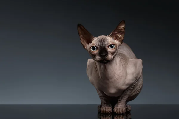 Sphynx kedi önünde oturur siyah görüntülemek — Stok fotoğraf