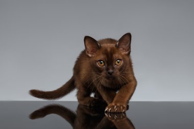 Çikolata Burma gri üzerine çömelerek kedi 