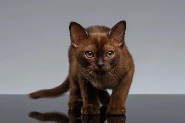 Chocolade Birma kat op zoek in Camera op Gray — Stockfoto