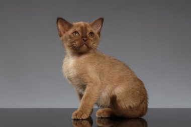 Birman yavru kedi oturur ve gri üzerine ararken