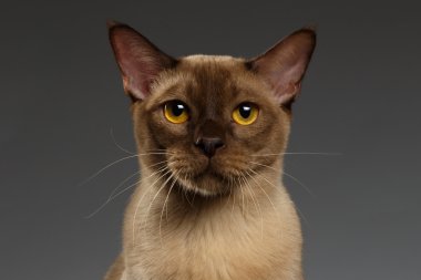 Gri üzerindeki Birman kedi closeup portresi