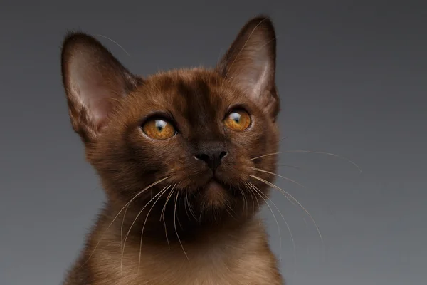 Closeup portrait of Burmese kitten on Gray — Stock Photo, Image