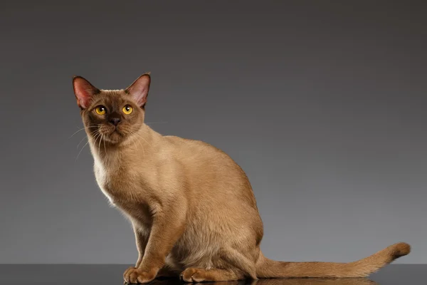 Birmano gatto si siede e guardando fotocamera su grigio — Foto Stock