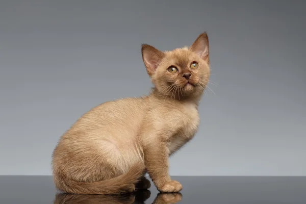 Burmese kitten Sits and looking up on Gray — Stock Photo, Image