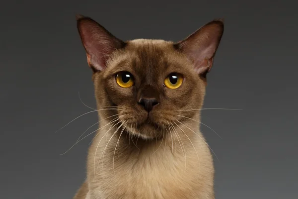 Portrait rapproché du chat birman sur gris — Photo