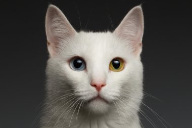 Closeup White cat with  heterochromia eyes on gray  clipart