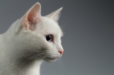 Gri mavi göz profil ile closeup beyaz kedi