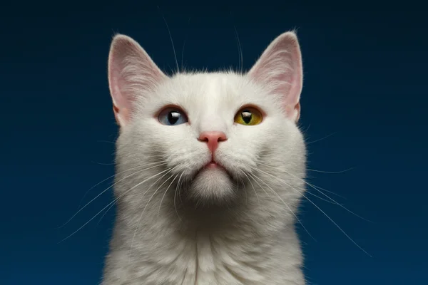 Closeup White kat met Heterochromie ogen op Blue — Stockfoto