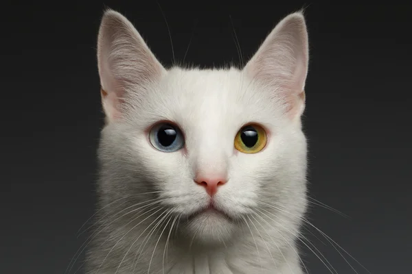 Closeup White cat with  heterochromia eyes on gray — Stock Photo, Image