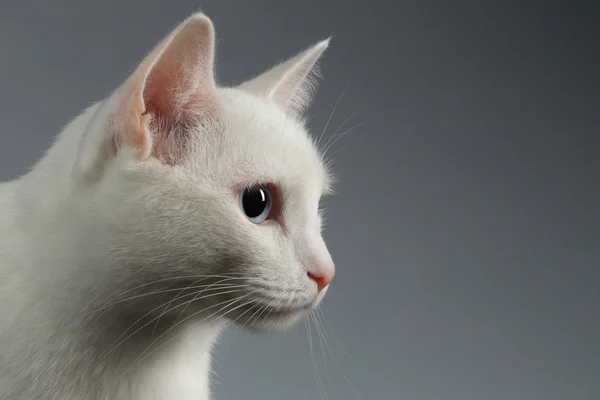 Vértes fehér macska profil szürke kék szemmel — Stock Fotó