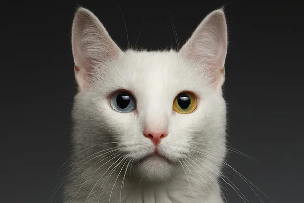 Gros plan Chat blanc avec yeux hétérochromes sur gris Photos De Stock Libres De Droits