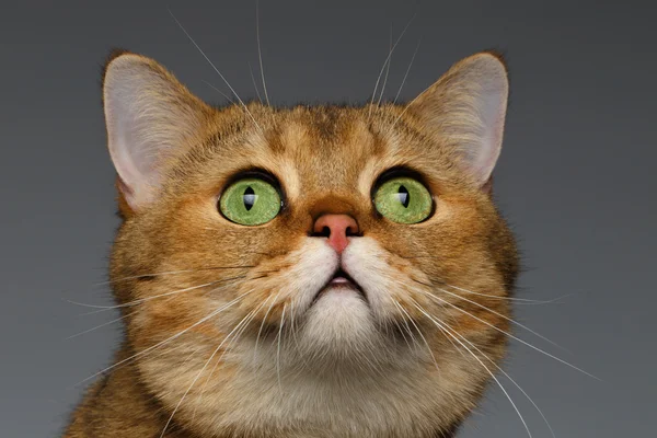 灰色に緑の目を持つ猫のクローズ アップ ゴールデン イギリス — ストック写真