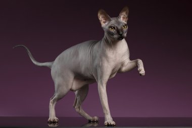 Sphynx kedi standları ve pençe üzerinde mor kadar zam
