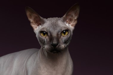 Closeup Sphynx kedi seyir fotoğraf makinesindeki mor