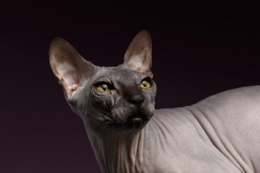 Closeup Sphynx kedi seyir sırt üstünde mor