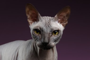 Closeup Sphynx kedi seyir fotoğraf makinesindeki mor