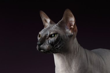 Closeup Sphynx kedi seyir ileri mor