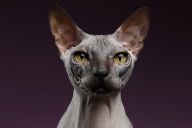 Closeup Sphynx kedi seyir fotoğraf makinesindeki mor