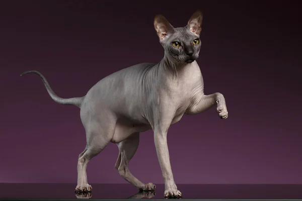 Сфінкс кішка стоїть і підняти вгору лапу на фіолетовий — стокове фото