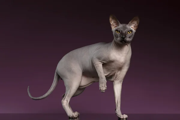 Sphynx Cat Stands and raise up paw on purple — Stock Photo, Image