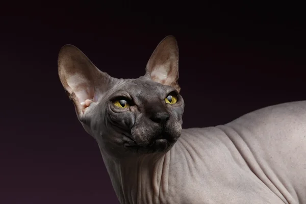 Closeup Sphynx Cat Looking back on purple — Stock Photo, Image