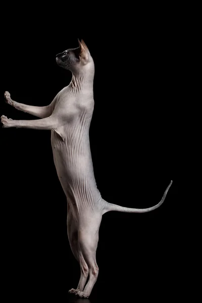 分離した足で立っているスフィンクスの猫 — ストック写真