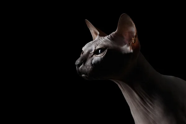 Primo piano Sphynx Cat In attesa di nero — Foto Stock