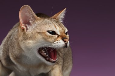 Closeup agresif Singapura kedi Hisses mor üzerinde