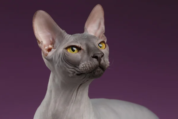 Nahaufnahme Sphynx Katze schaut auf lila — Stockfoto